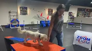 Agility dogs and their owners practicing and having fun
