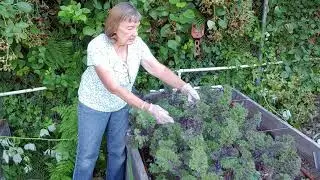 Picking kale for continuous harvest