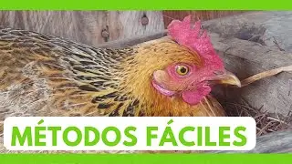 Como ENCLUECAR una GALLINA FACIL y RAPIDO | Como hacer que una gallina incube