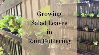 How to grow Salad Leaves in Rain Guttering