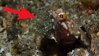 Mouthbrooders Fish : Fish Shield Their Eggs by Using Their Mouths as a Protective Shelter.