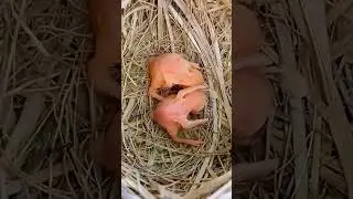 Ant attacked in birds babies (P 1) #shorts