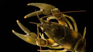 Nashville Crayfish Explained in Under 2 Minutes | Mill Creek&rsquo;s Unique Species