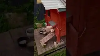 Closing chicken coop🐓🐓🐓 小雞們晚上回家