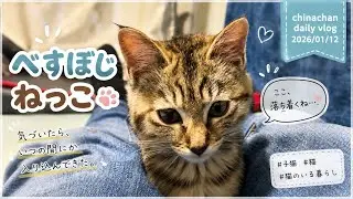 べすぽじねっこ｜chinachan daily vlog 2026/01/12