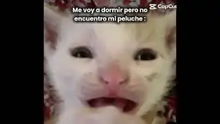 Nooo mi Filomeno 😭#viral #viral #humor #peluche 