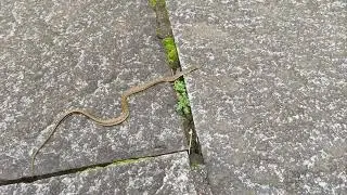 Snakes are not always poisonous 
