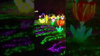 Um Espet&aacute;culo M&aacute;gico! ✨ Luzes Selvagens no Zoo de Santo In&aacute;cio