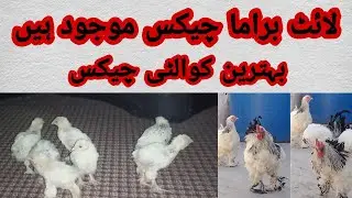 light brahma chicks || behtreen quality k choze || light brahma breed zbrdst qisma ki breed