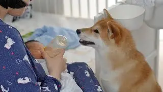 Shiba Inu Meets Baby Brother For The First Time
