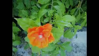 Full Moon Meditation by Yoga Shamana (( July 2019 ))