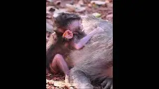 Tiny baby monkey trying to request milk from mom #animallife #babymonkeys #monkeysr #animals