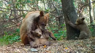 Romping And Rolling With A Family Of Bears In The Angeles National Forest