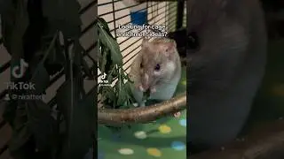 Rat enrichment ideas!! #fancyrats #cuteanimals #petrats #enrichment #ratbreeder #cutepets #pets