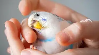Something Really Bad Happened to My Budgie