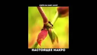 Увеличительная линза, Объектив Fast Photo 0.45X широкоугольный и 12.5X макролинза для телефонов