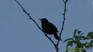 KOLTRAST  Common Blackbird  (Turdus merula)  Klipp - 678  S - 48