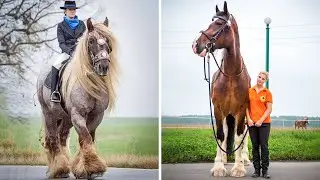 Horse SOO Cute! Cute And funny horse Videos Compilation cute moment #12