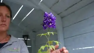 Lobelia Speciosa Starship Blue - The Secret Gardening Club