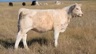 Thomas Ranch Pasture Sale Lot 3