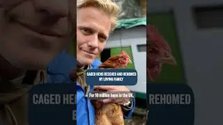 Free ranged retirement for caged hens! 🥹🐓 #rescuevet #chickens #rescuehens
