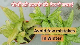 Protect Plant's from Cold Winter @Deepksaath  #careofplants #plants #caretips 