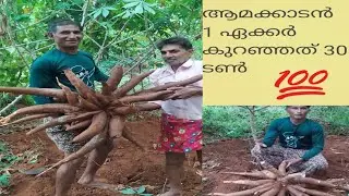 #ആമക്കാടൻ മരച്ചീനി -നടുന്നതുമുതൽ വിളവെടുപ്പ് വരെ👍 #tapioca cultivation in kerala