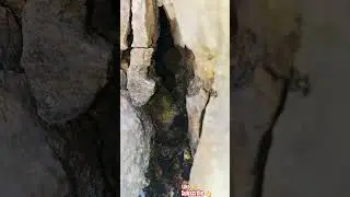 MICRO JUNGLE EXPLORER*( MICRO CAVE-256)