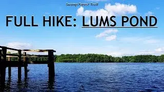 Full Hike: Swampy Forest and the Largest Pond in the First State (Delaware)