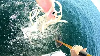 Whales, Dolphin, and Tuna at the Coimbra wreck