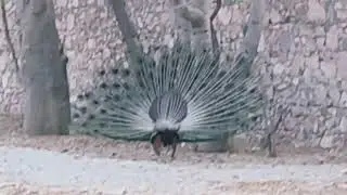 #Peacocks#jaipurbirds#birdwatchingphotography #birdsofindia #twitternaturecommunity(3)