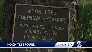 Moon tree mystery solved?
