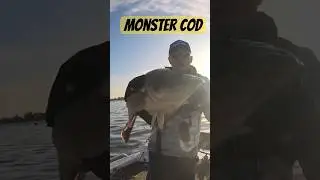 Monster Murray Cod  #fishing #murraycodfishing #freshwaterfishing