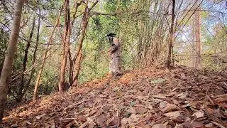 Find and collect wild sweet vegetable shoots🌳เก็บยอดผักหวานป่าสุดสุดจริง!!