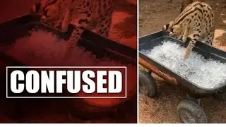 African Serval confused by ice