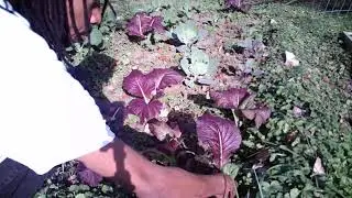 When To Harvest Your Greens - Giant Red Mustards - November Gardening Hints & Tips