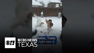 They said it was hot in Texas 🥶