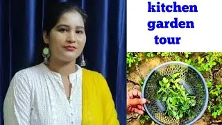 kitchen garden tour in my village in Rajasthan  / Life updates / Rubis creativity/ Fresh vegetables