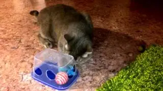 My smart cat Moby. Мой умный кот Моби.