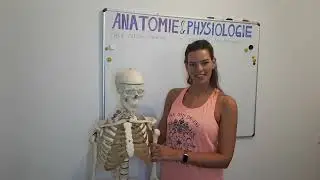 #068 Osteologie Teil I - die menschlichen Knochen mit Namen leicht und kurz erklärt