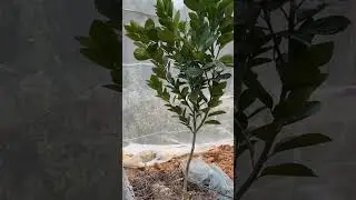 grafted fruit plant get faster fruiting #
