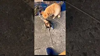 Adorable Cat Sticks Its Paw in a Hole - You Won&rsquo;t Believe What Happens Next! 🐾#funnypets #catlovers