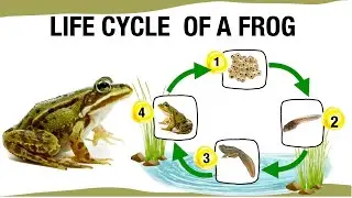 4-Stage Life Cycle of a frog