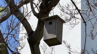 Blue Ivy Carter and Sage in Nest Box, Sage Removing Fecal Sac
