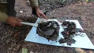 Pond Dipping