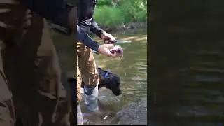 Cleaning Goose Breast | Mother Nature, like it or not.  #goose #meateater  #hunters