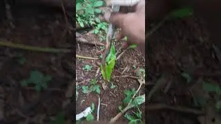 Panen jamur barat di alam bebas #jamur #jamurliar #viral #fyp #amazing