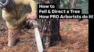 How to Fell and Direct Falling of a Tree like a Pro 