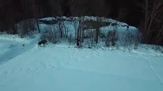 Elg p&aring; fottur i Apelsvoll - hunting elk with a drone