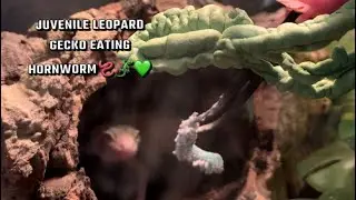 Leopard gecko eating hornworm